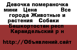 Девочка помераночка мини › Цена ­ 50 000 - Все города Животные и растения » Собаки   . Башкортостан респ.,Караидельский р-н